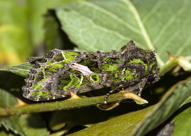 Trachea atriplicis - Noctuidae